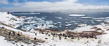 Penguins in Antarctica