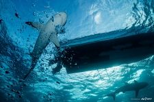 In the waters of the Caribbean