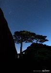 Tree in Huangshan mountains Tree in Huangshan mountains