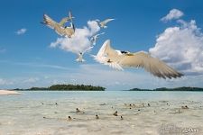 Inhabitants of the Blue Lagoon. Rangiroa Inhabitants of the Blue Lagoon. Rangiroa