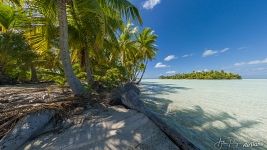 Palm trees diving into the lagoon shallows. Rangiroa