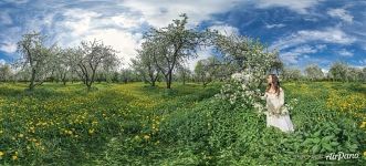 In the Apple Orchard