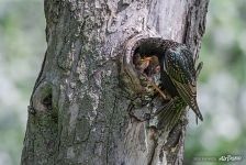 Starlings