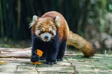 Red Panda