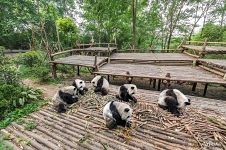 Pandas in the Giant Panda Cub Enclosure