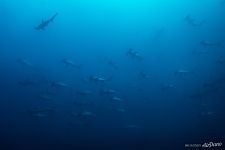 Hammerhead sharks Hammerhead sharks