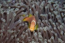 Clownfish