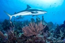 Sharks. Gardens of the Queen, Cuba