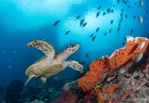Sea turtle Sea turtle