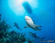 Sharks Sharks