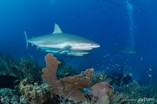 Sharks. Gardens of the Queen, Cuba