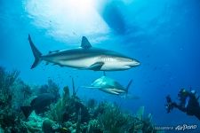 Sharks Sharks