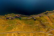 Vineyards and Lake Geneva