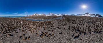 Penguins, South Georgia Island #20