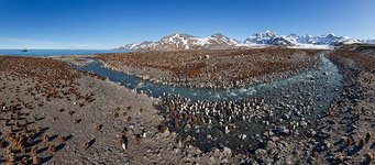 Penguins, South Georgia Island #17