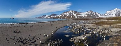 Penguins, South Georgia Island #13