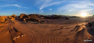 Camels in the desert