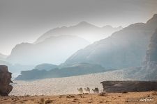 Camels in desert