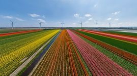 Tulip fields in the Netherlands