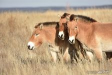 Przewalski's horses. Pre-Ural Steppe