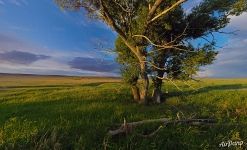 Meditation Tree. Pre-Ural Steppe