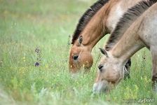 Przewalski's horses. Pre-Ural Steppe