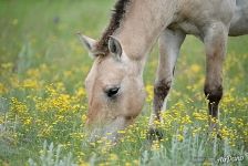 Przewalski's horse named Oliva. Pre-Ural Steppe