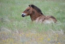 Aven, harem stallion. Pre-Ural Steppe