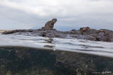 Marine iguana