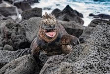 Marine iguana