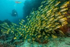 School of fish School of fish