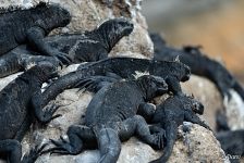 Iguanas