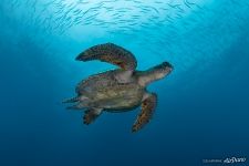 Sea turtle