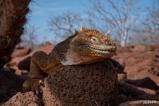 Galápagos marine iguana