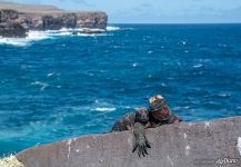 Marine iguanas