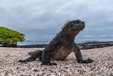 Marine iguana