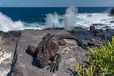 Galápagos marine iguana