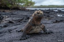 Marine iguana