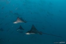 Rays Rays