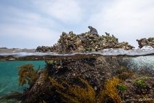 Galápagos Islands