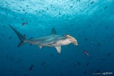 Hammerhead shark