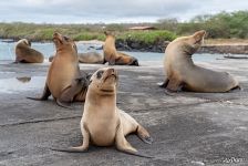 Galápagos fur seals