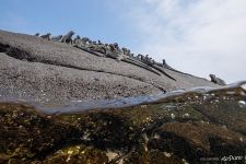 Marine iguanas