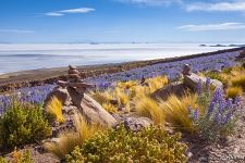 Fauna of Salar de Uyuni