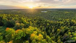 Forest near Sekirnaya (Ax) mointain