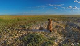 Orenburg Nature Reserve. Russia