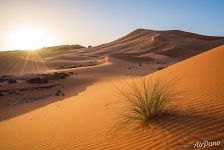 Sahara landscape