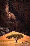 Tree in desert