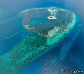 Bijoutier Island Bijoutier Island