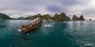 Kekurny Cape. Steller sea lions